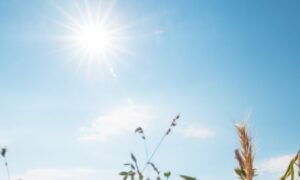 summer sunshine