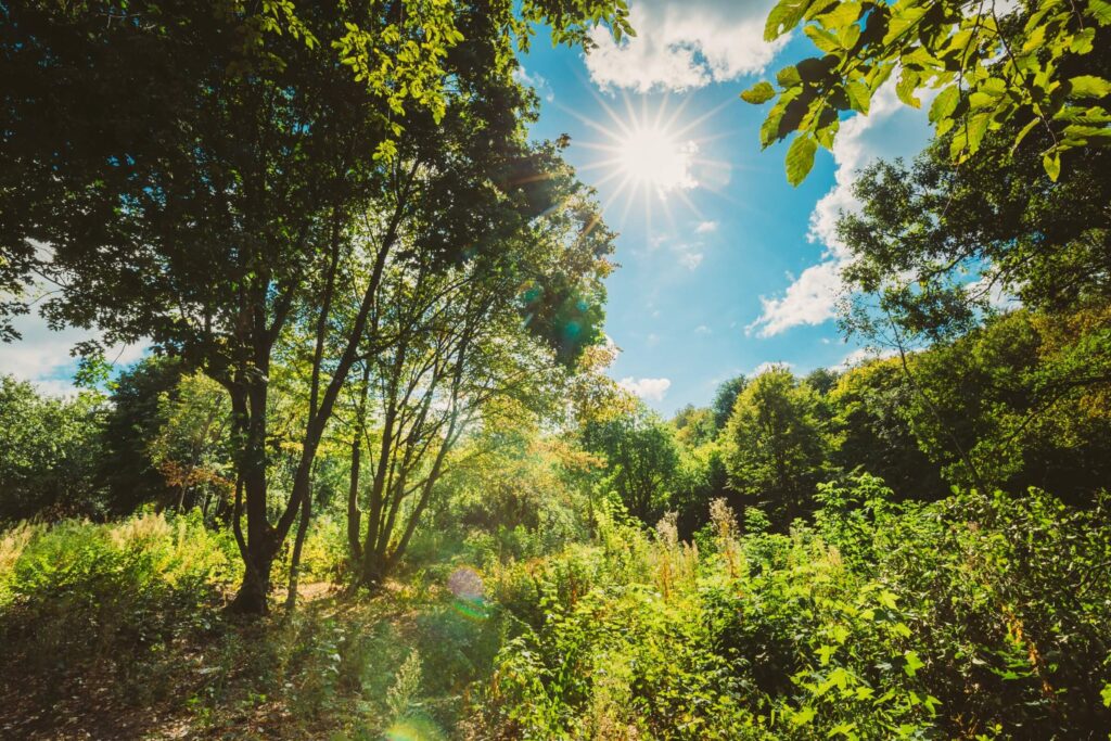 Trees & Nature